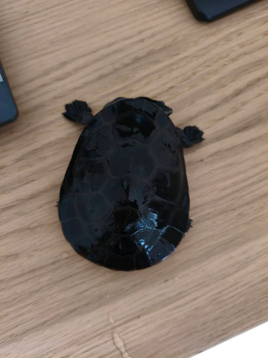 Pink Bellied Sideneck Turtle - Image 4