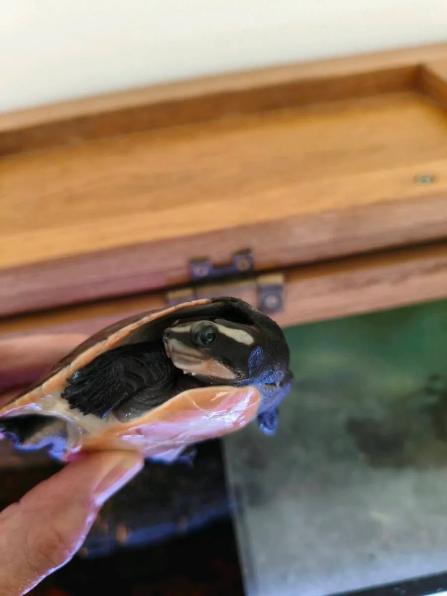 Pink Bellied Sideneck Turtle - Image 1