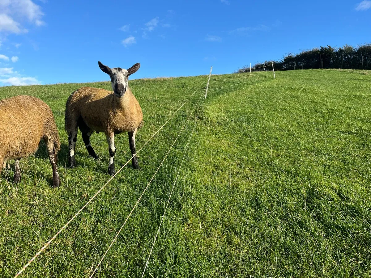Bluefaced Leicester ram lambs - Image 1
