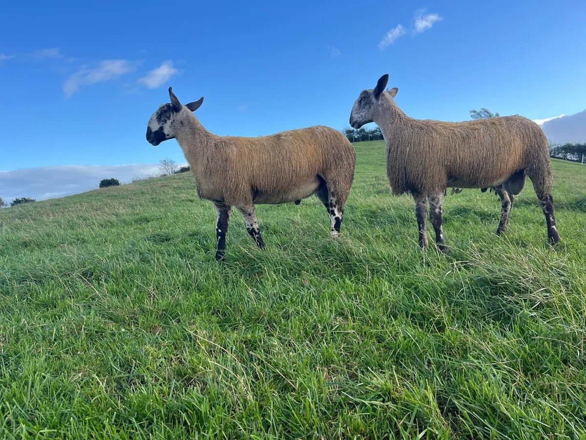 Bluefaced Leicester ram lambs - Image 2