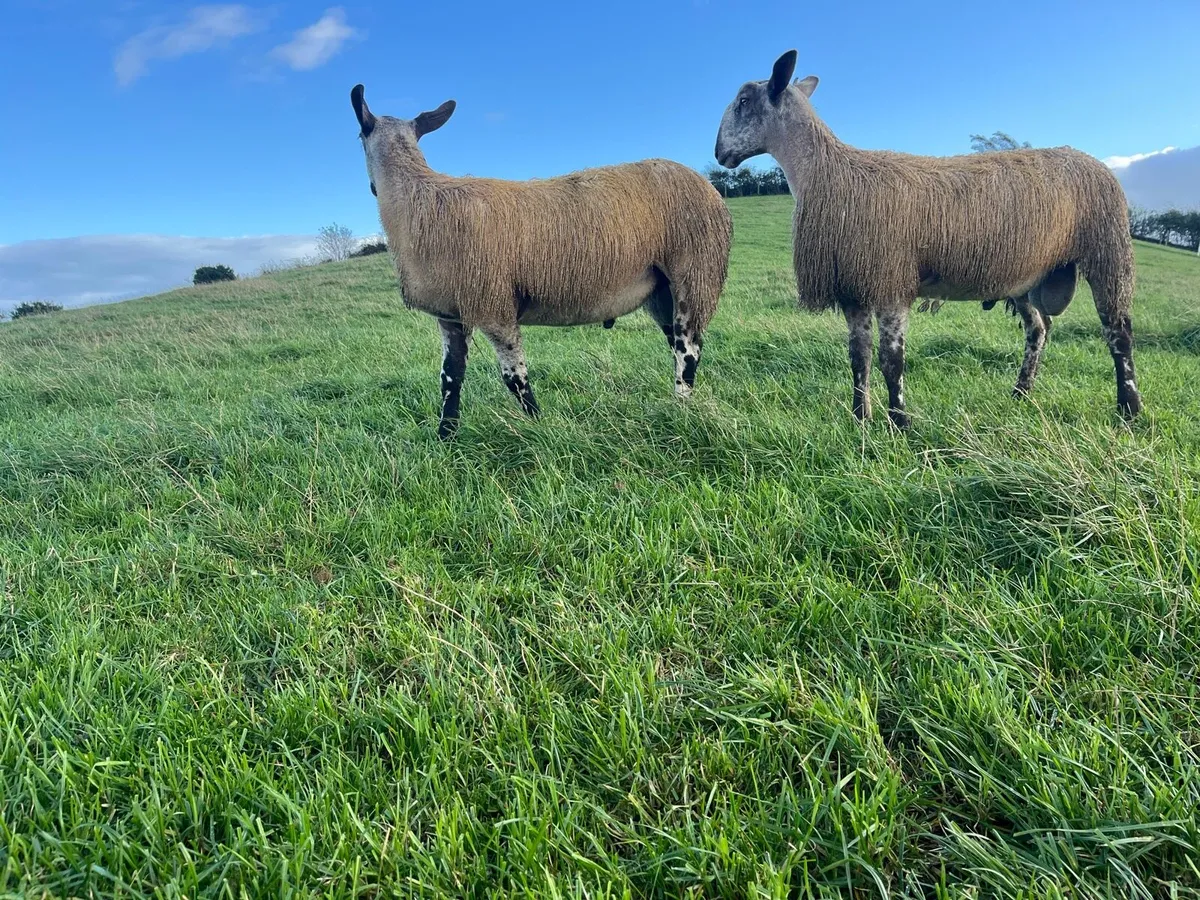 Bluefaced Leicester ram lambs - Image 3