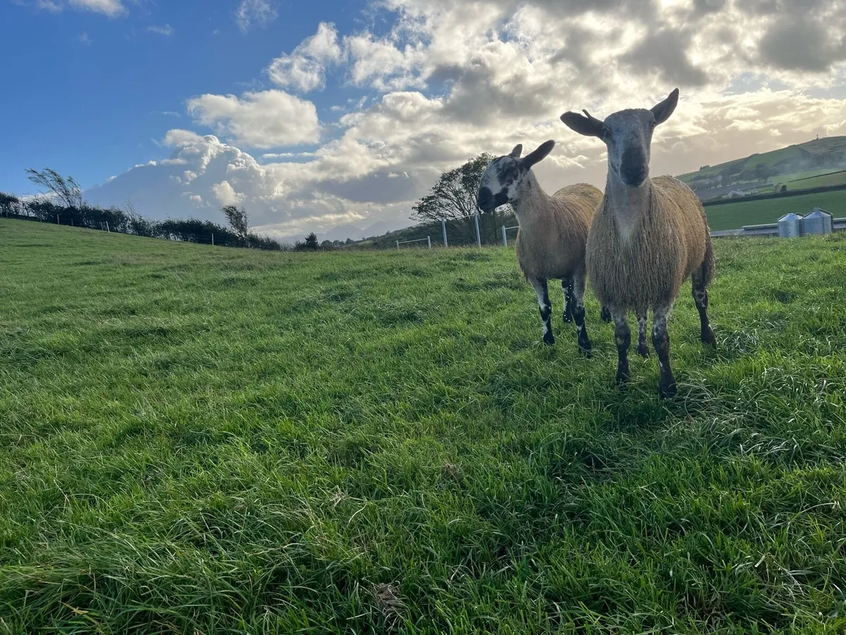 Bluefaced Leicester ram lambs - Image 4