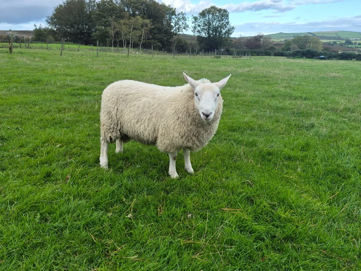 Ram lamb - Image 1