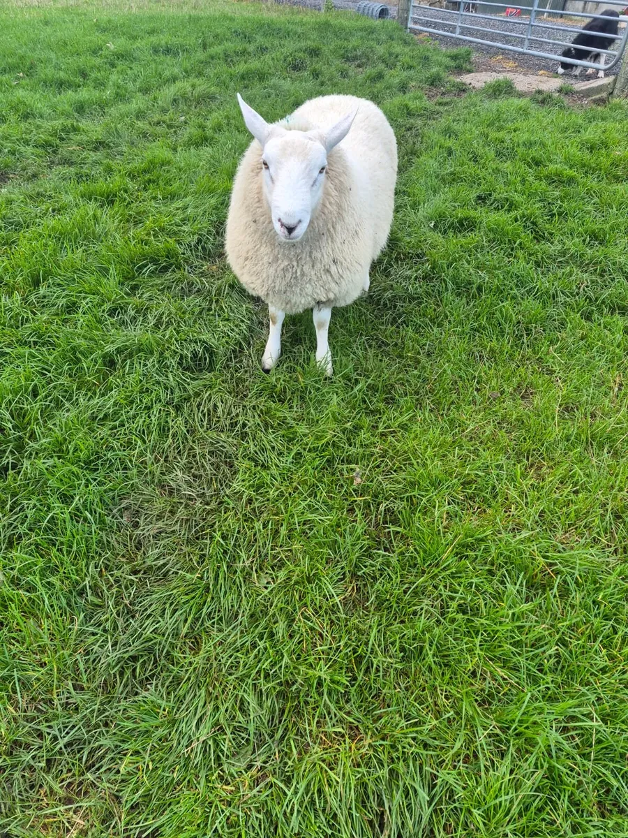 Ram lamb - Image 2
