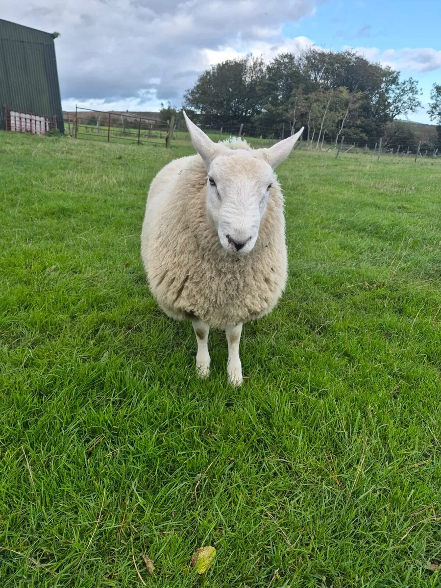 Ram lamb - Image 3