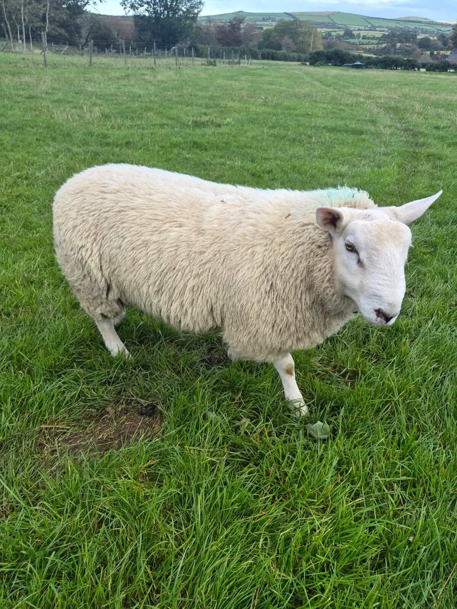 Ram lamb - Image 4