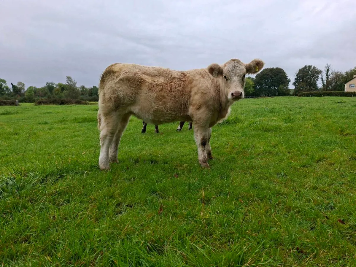 Pedigree  charolais  heifer - Image 1