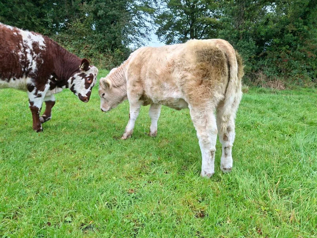 Pedigree  charolais  heifer - Image 2