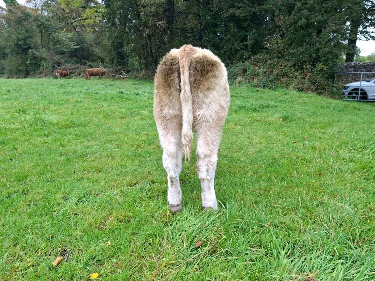 Pedigree  charolais  heifer - Image 3