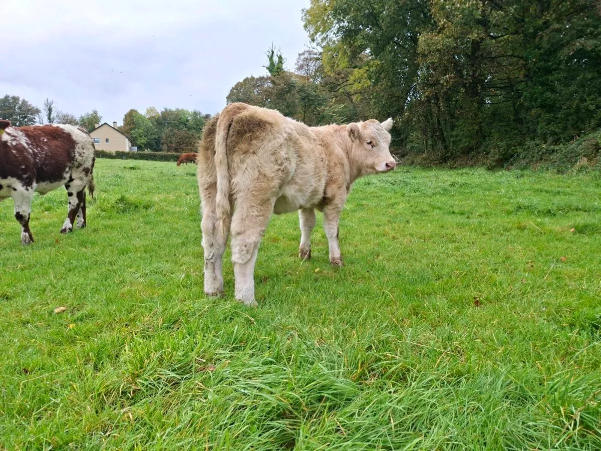 Pedigree  charolais  heifer - Image 4