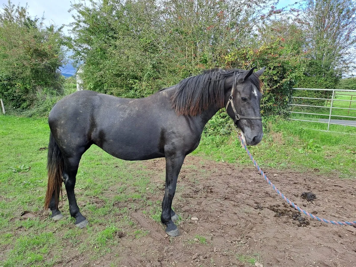 Irish Draught 3 year old filly - Image 2
