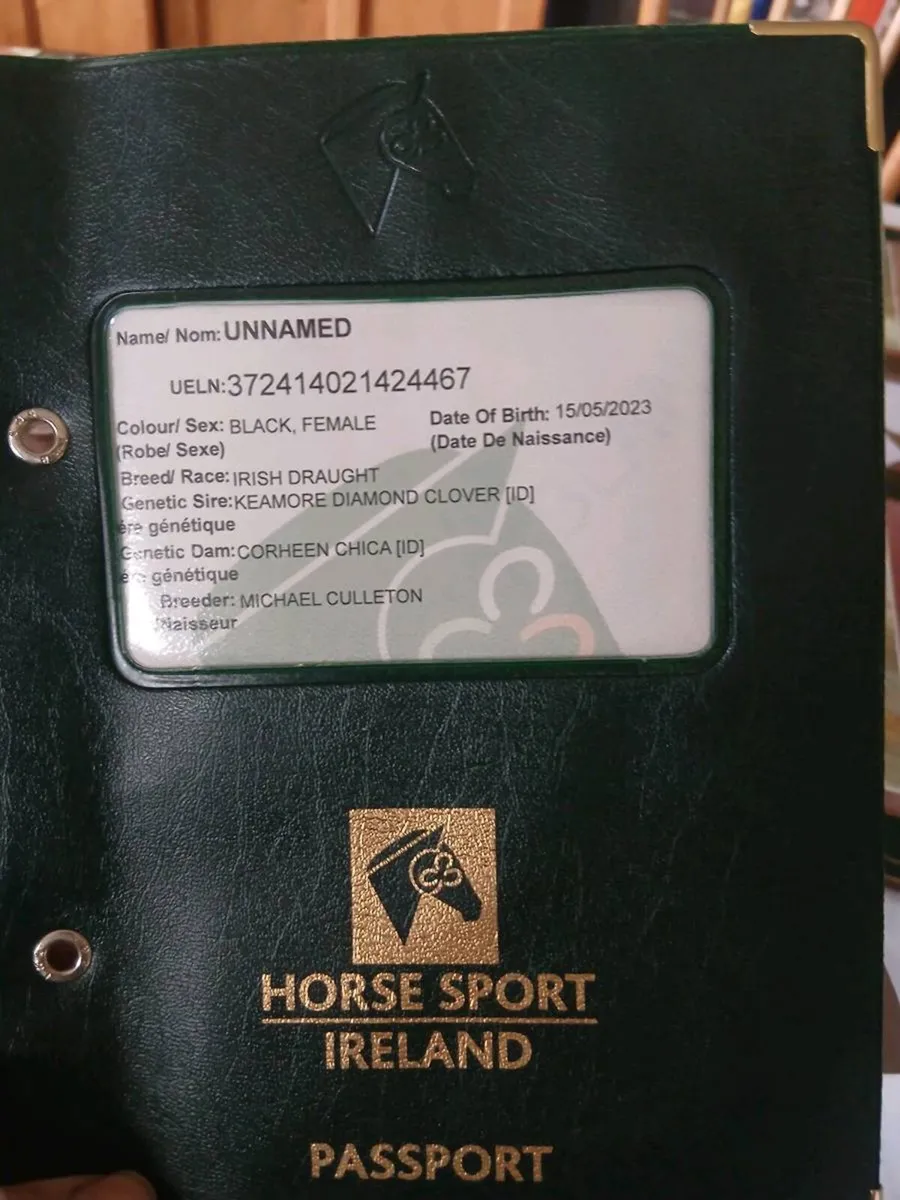 Irish Draught 3 year old filly - Image 3
