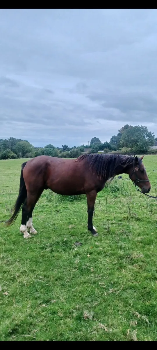 Dark Bay Gelding - Image 2