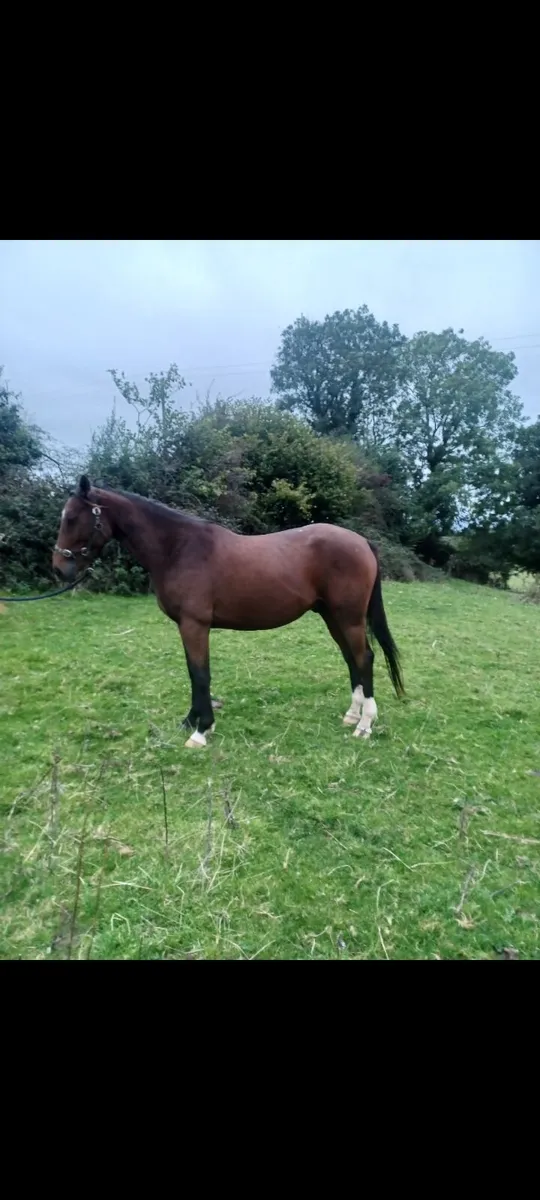 Dark Bay Gelding - Image 1