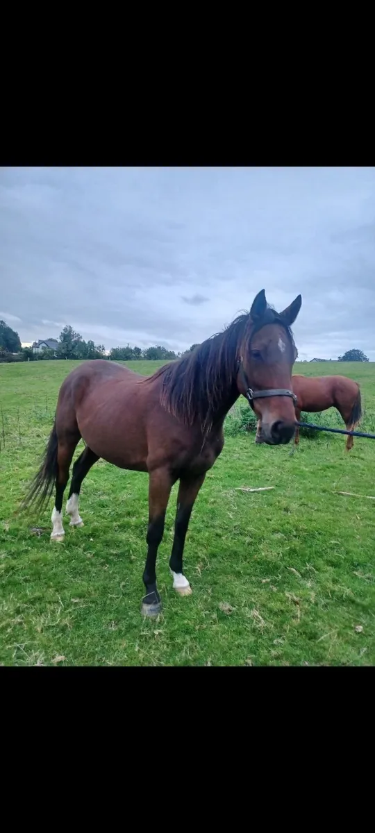 Dark Bay Gelding - Image 3