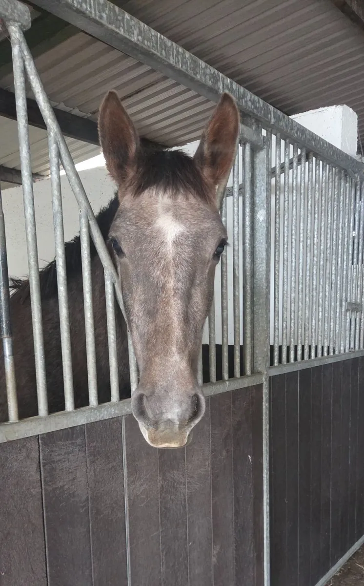 Irish Draught Gelding - Image 2