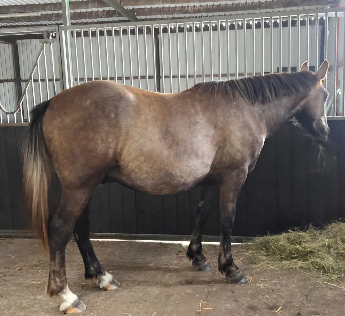 Irish Draught Gelding - Image 3