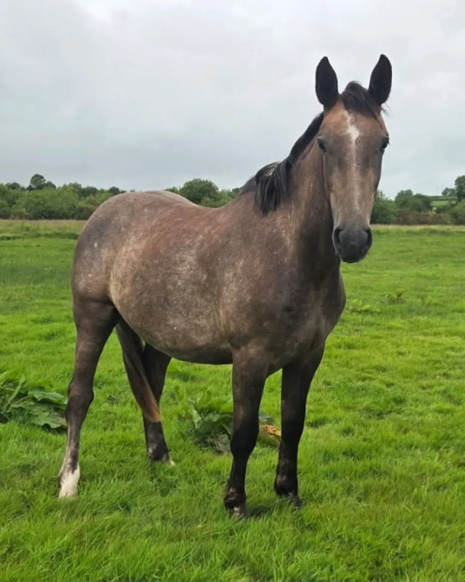 Irish Draught Gelding - Image 1