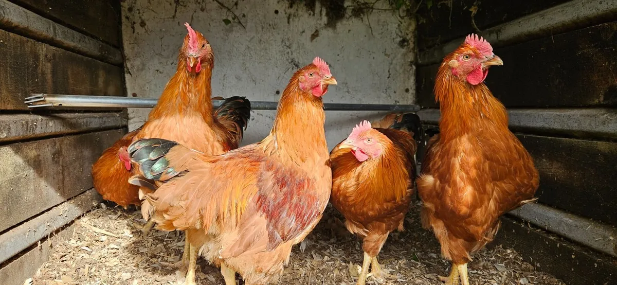 Poultry - Image 2