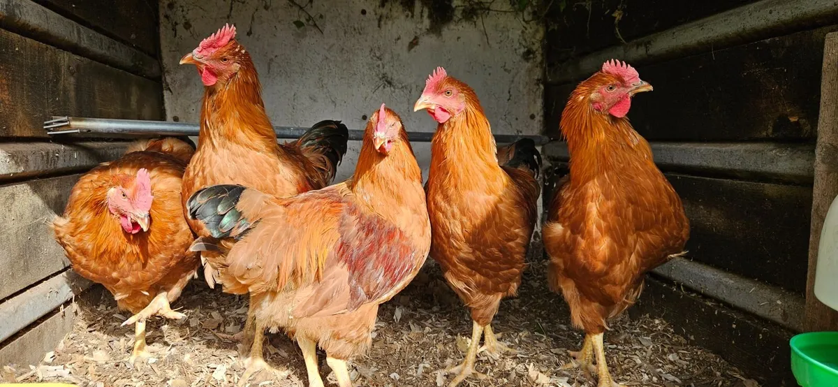 Poultry - Image 1