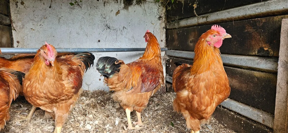 Poultry - Image 4