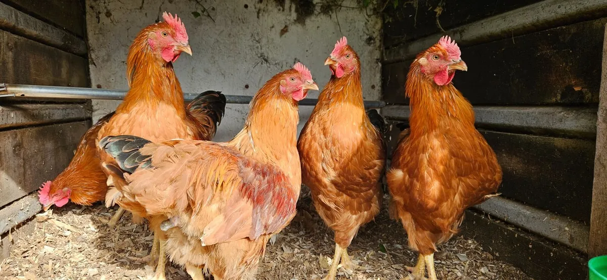Poultry - Image 3