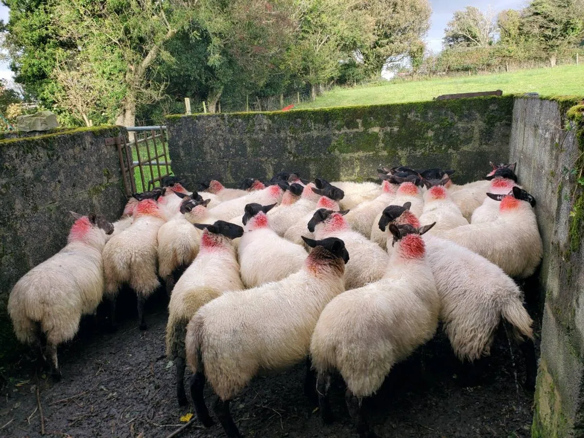Suffolk milford X ewe lambs - Image 2