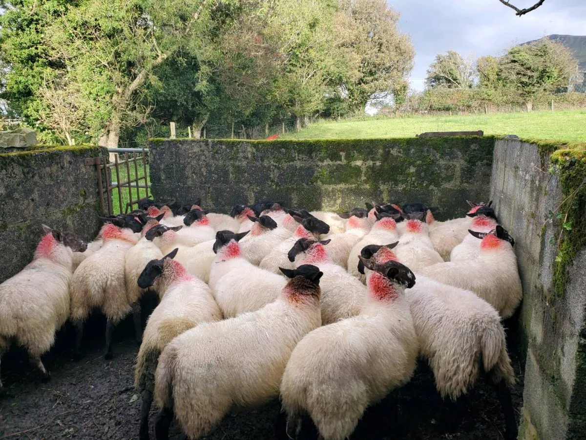 Suffolk milford X ewe lambs - Image 3