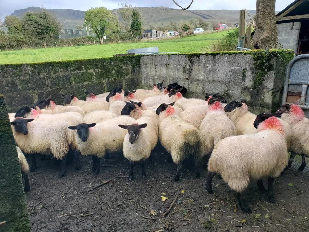 Suffolk milford X ewe lambs - Image 4