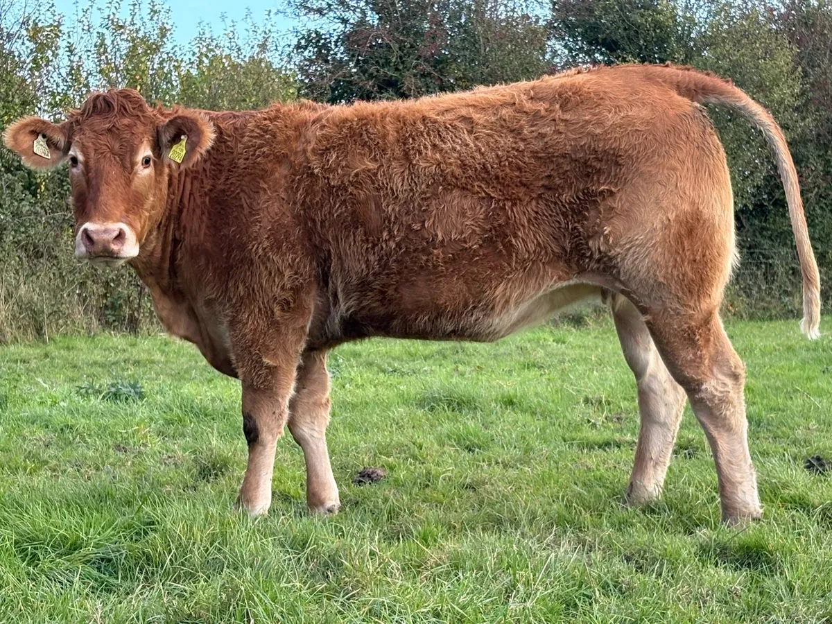 7 smashing incalf limousine heifers - Image 3