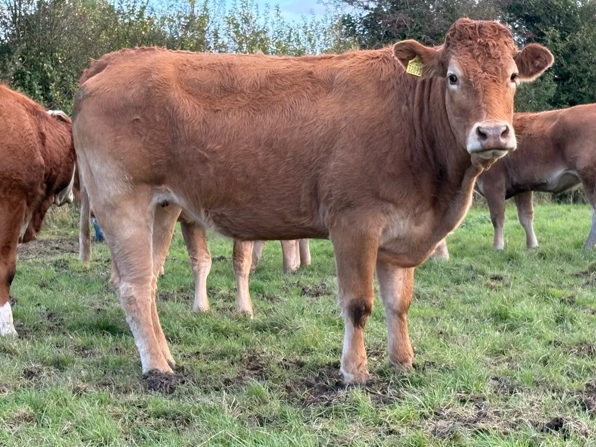 7 smashing incalf limousine heifers - Image 2