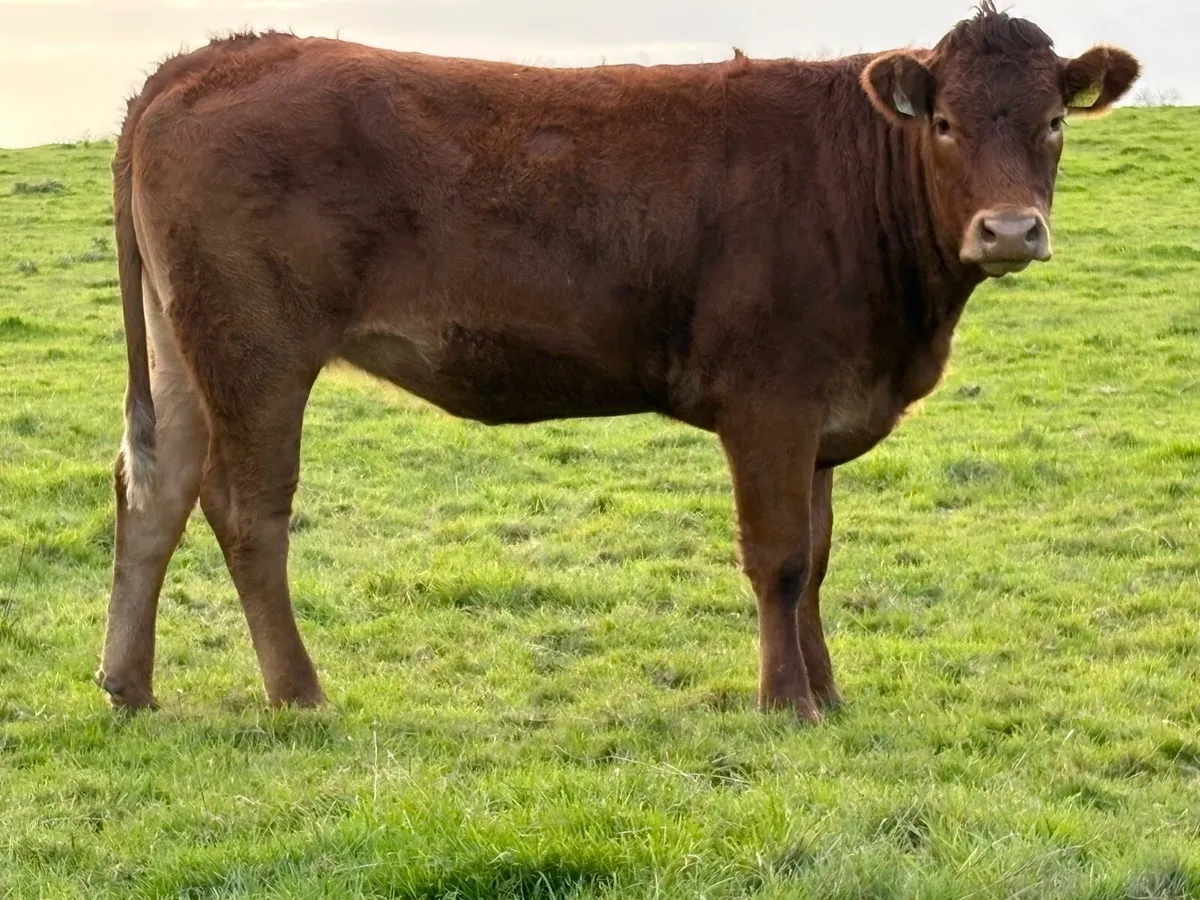 7 smashing incalf limousine heifers - Image 4