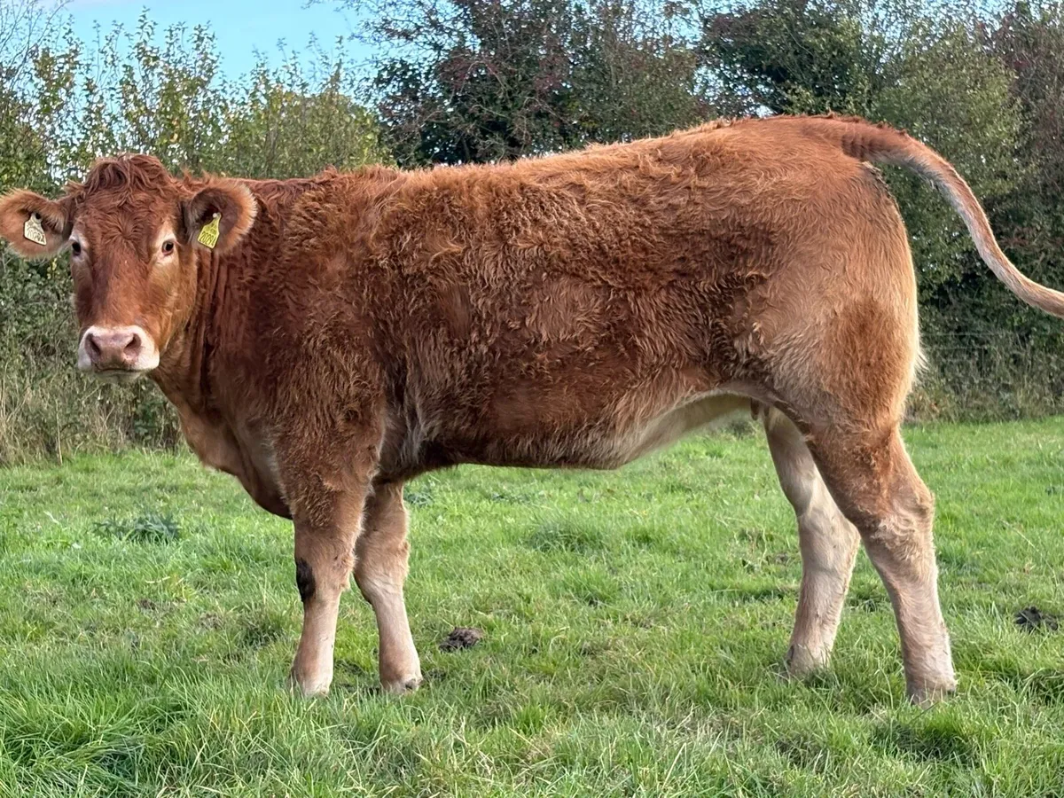 7 smashing incalf limousine heifers - Image 1