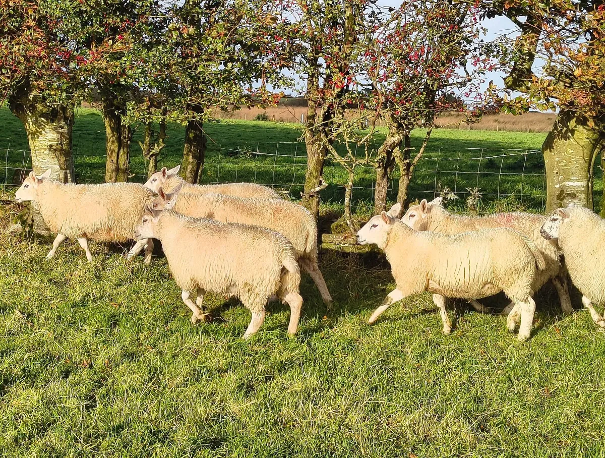 Batch of ewe lambs - Image 1