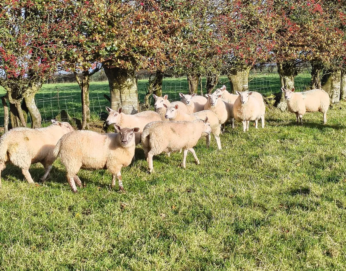 Batch of ewe lambs - Image 2