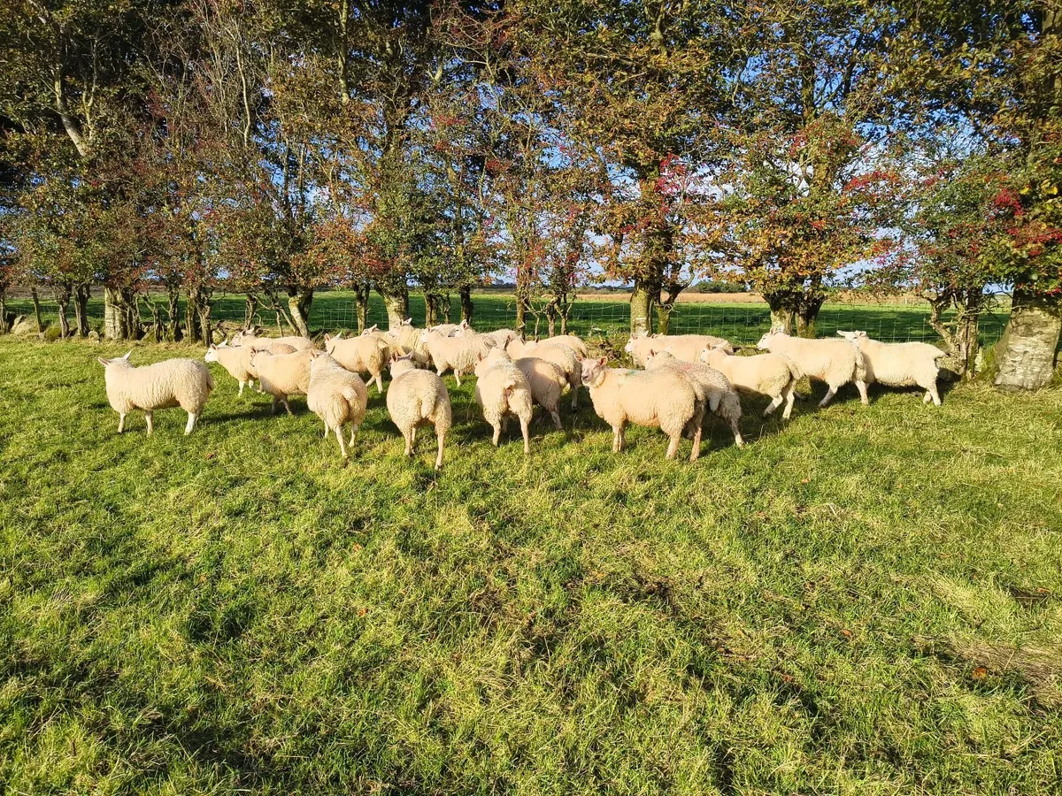 Batch of ewe lambs - Image 3