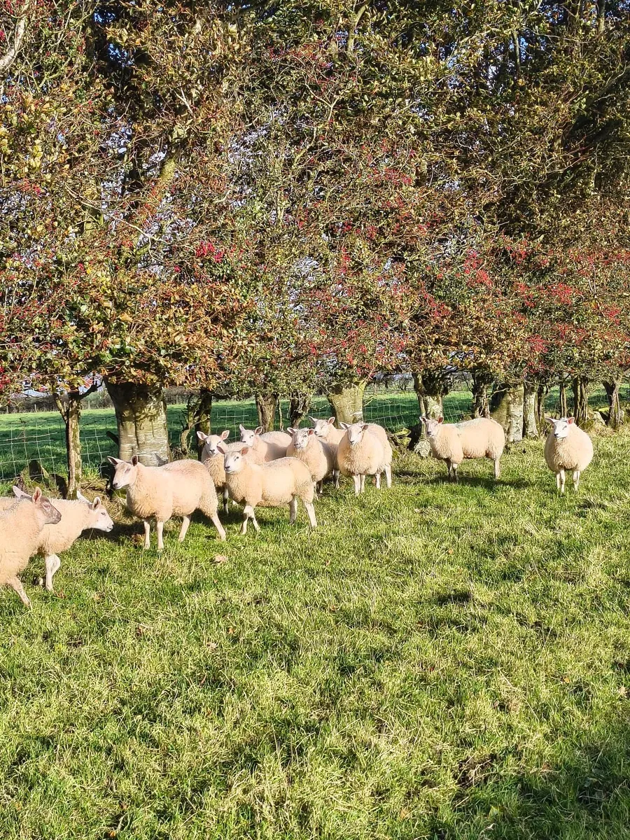 Batch of ewe lambs - Image 4