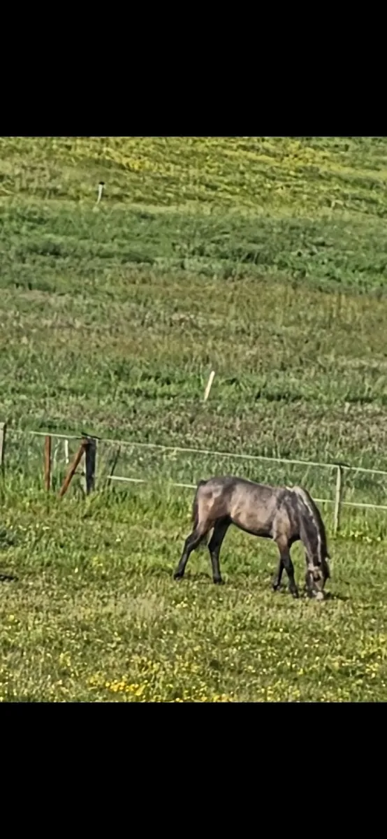 Connemara Yearling colt - Image 1