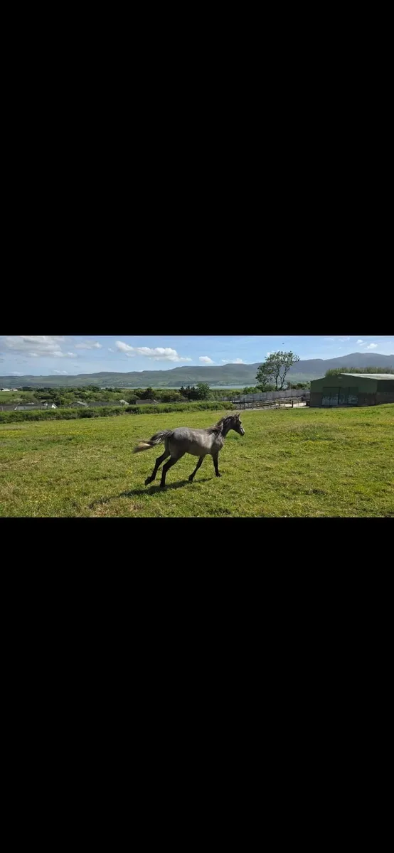 Connemara Yearling colt - Image 2