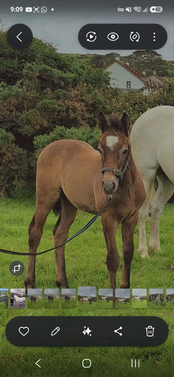 Connemara Yearling colt - Image 3