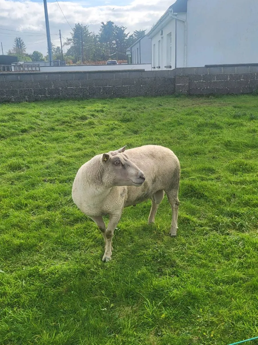 Pedigree chariollais ram - Image 4