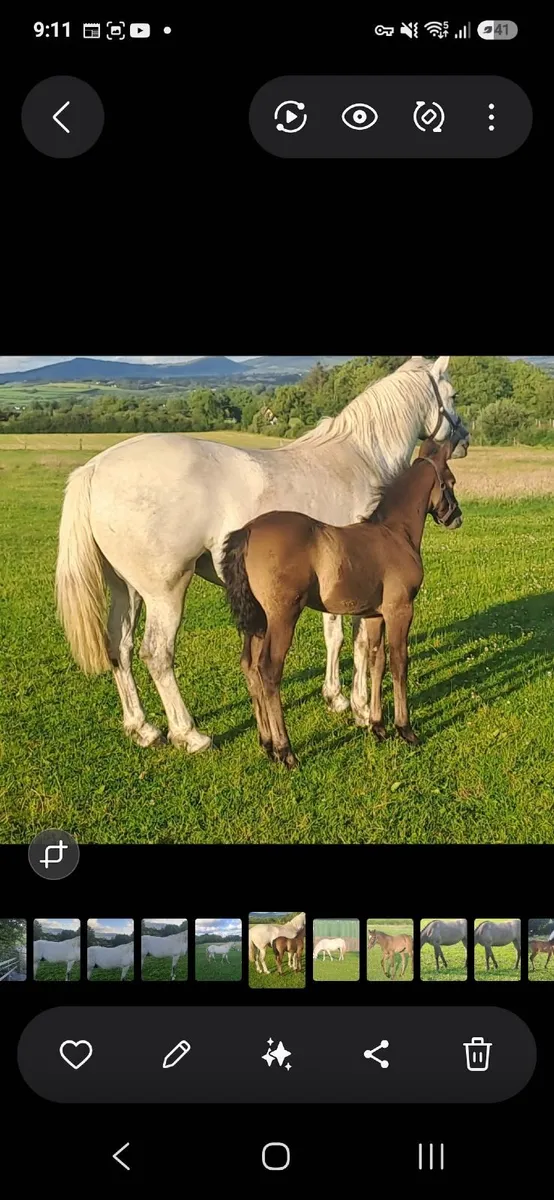 Connemara Yearling colt - Image 4