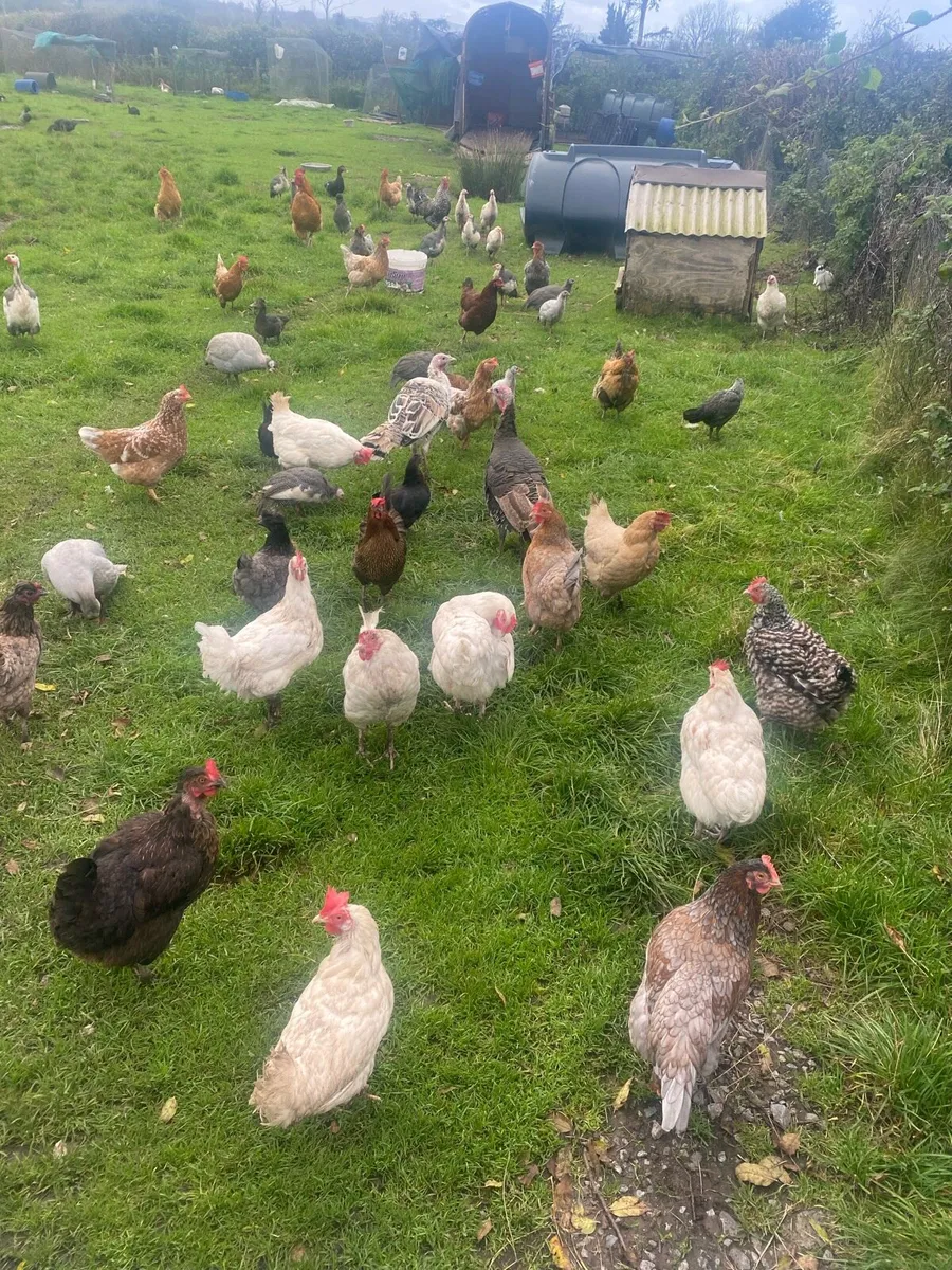 Ducks,laying hens,Guinea fowl,chicks - Image 1