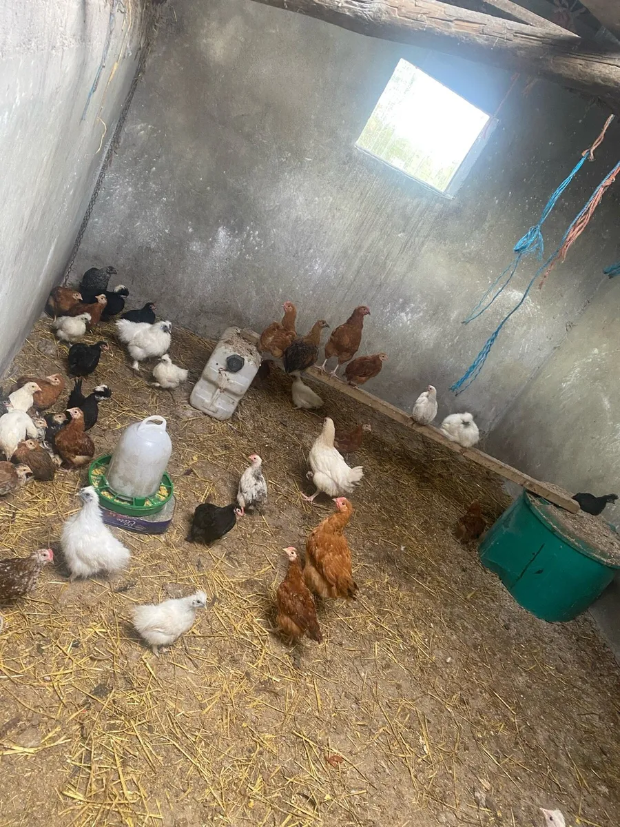 Ducks,laying hens,Guinea fowl,chicks - Image 3