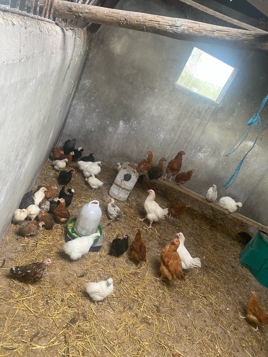 Ducks,laying hens,Guinea fowl,chicks - Image 4