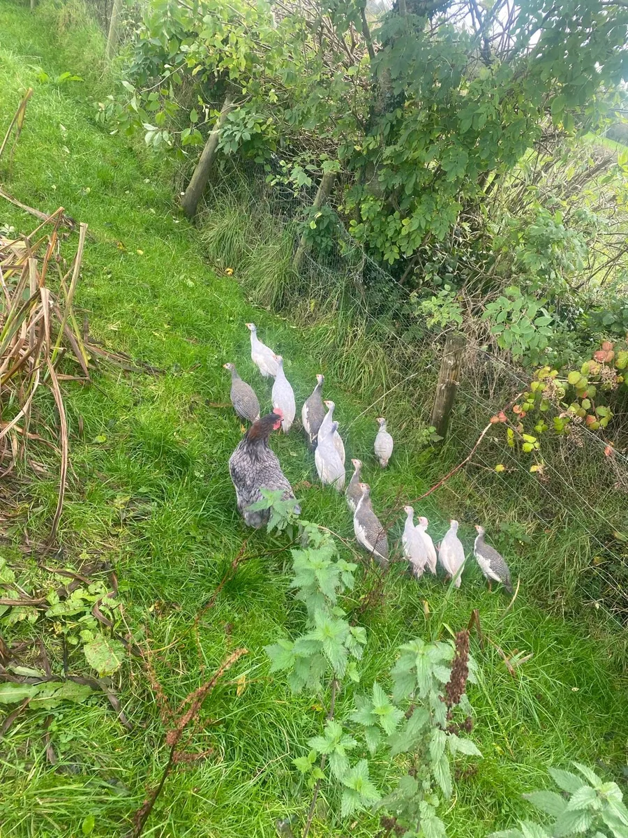 Ducks,laying hens,Guinea fowl,chicks - Image 2