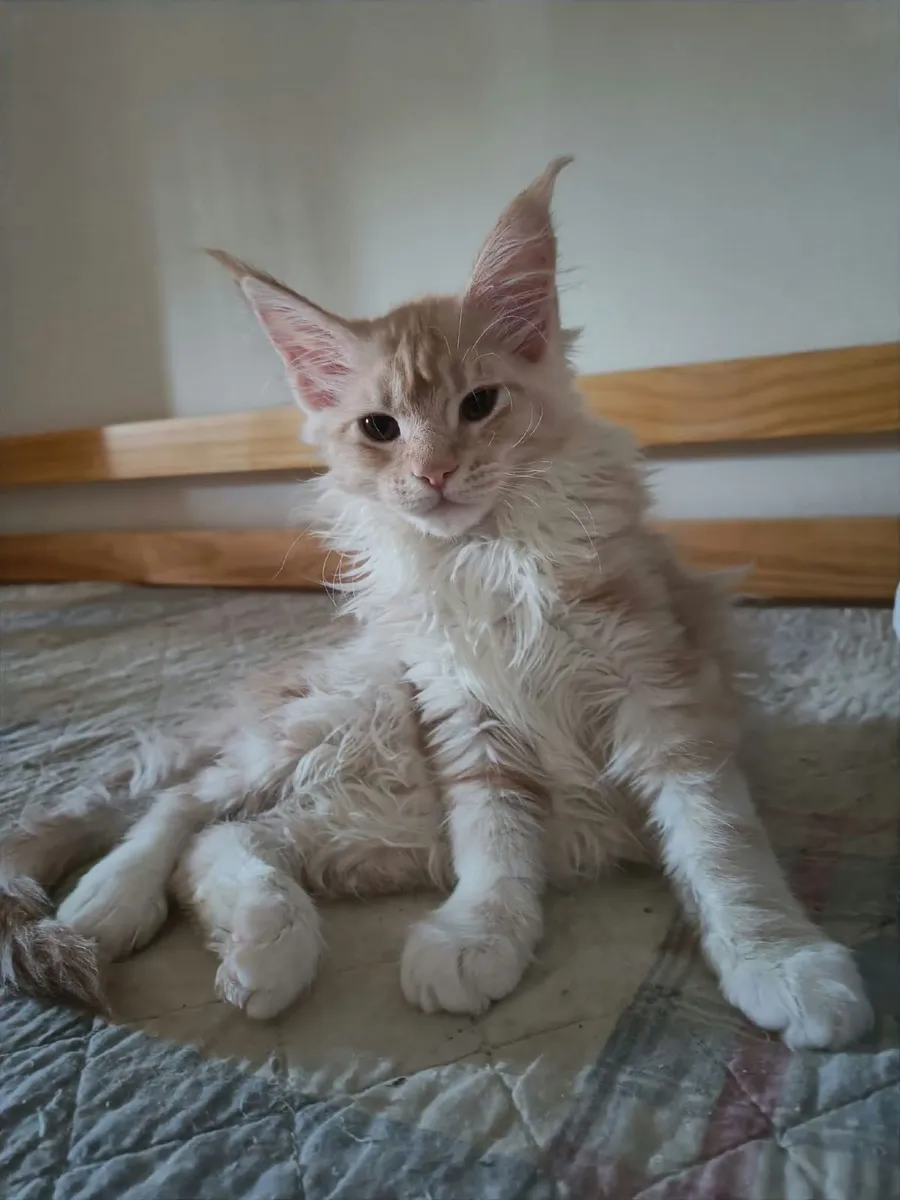 Maine Coon kitten Indi  for sale. - Image 1