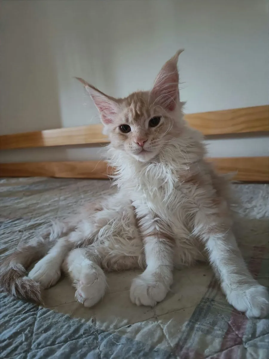 Maine Coon kitten Indi  for sale. - Image 2