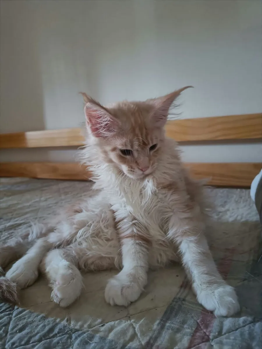 Maine Coon kitten Indi  for sale. - Image 3
