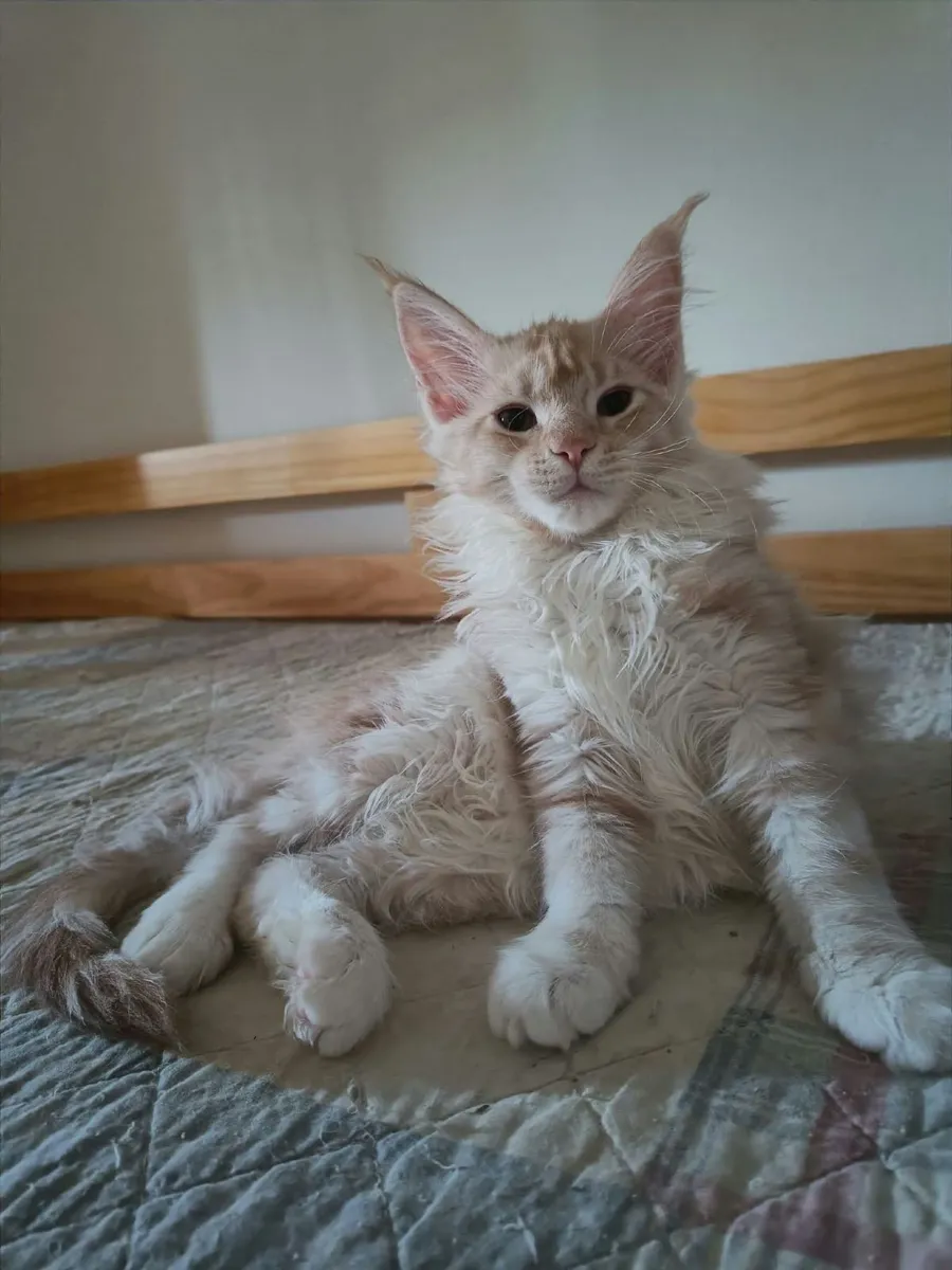 Maine Coon kitten Indi  for sale. - Image 4